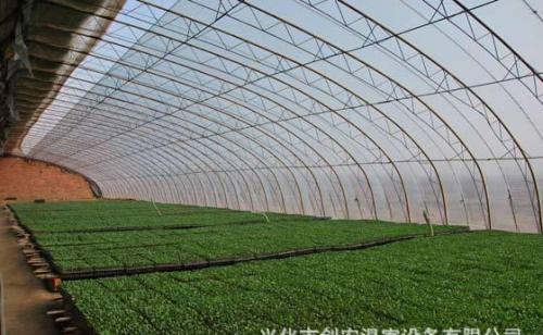 日光温室夏季种植大白菜要点